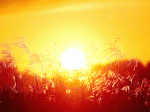 http://wallpapers3.hellowallpaper.com/nature_sunset-sunglow-widescreen--05_11-2560x1600.jpg