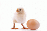 http://cdn.arn.com.au/media/8352024/chicken-egg.jpg