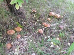 2012 год. Нашествие грибов
